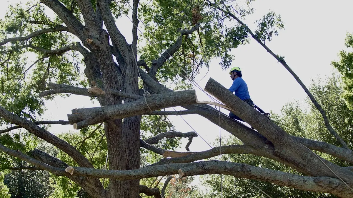 Professional Hazardous Tree Removal performed by certified arborists in Fountain Run