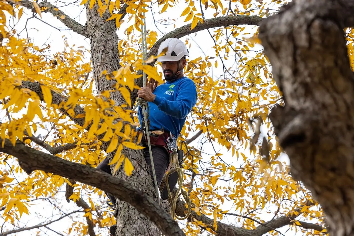 Skilled Tree Planing crew working in Fountain Run